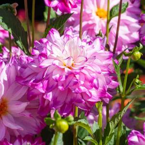 Dahlia décoratif à fleur géante Who Dun It XXL (x1)